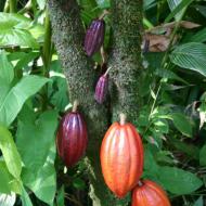 Kakao - šķirnes, produktu priekšrocības (sviests, pulveris, kakao pupiņas), izmantošana medicīnā, kaitējums un kontrindikācijas, dzērienu recepte