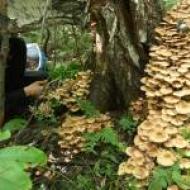 Foto false e commestibili dei funghi chiodini, come distinguere i funghi chiodini veri da quelli falsi