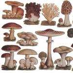 Classificazione dei funghi commestibili