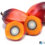 Palm oil: harm and benefit