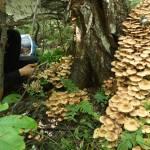 Foto false e commestibili dei funghi chiodini, come distinguere i funghi chiodini veri da quelli falsi