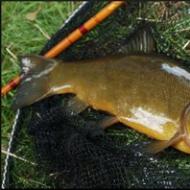 Pancake ikan kalengan yang lezat