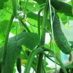 Pickling cucumbers for the winter “Crispy” - a cold way to pickle cucumbers Pickling cucumbers crispy for the winter in a cold way