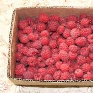 Raspberry jelly for the winter, recipe without cooking, five minutes