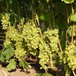 Sifat dan zat bermanfaat apa yang dikandung buah anggur?