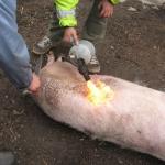 How to properly cut a pig carcass + diagrams of body parts